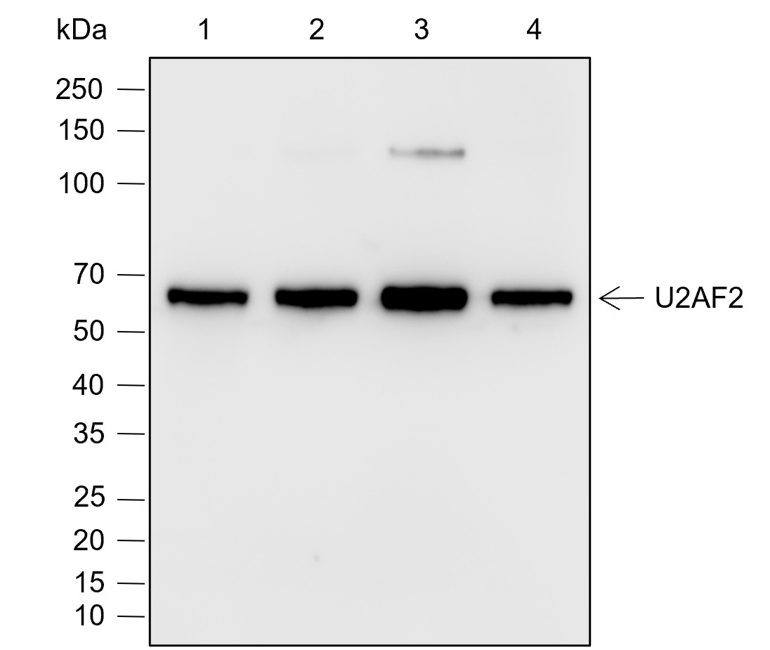 Recombinant U2AF2 Monoclonal Antibody-searchlist-1