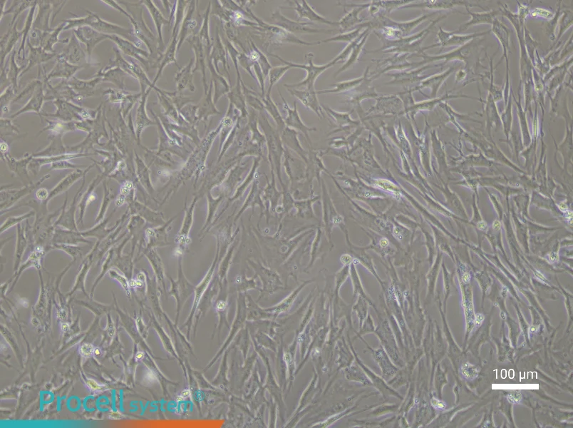 Rabbit Adipose-Derived Mesenchymal Stem Cell Complete Medium - 1