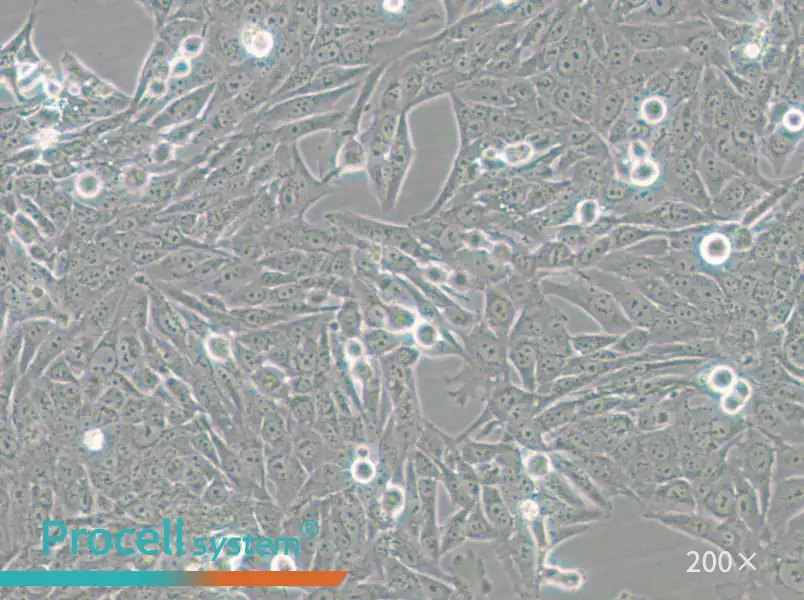 GES-1 Cell Complete Medium - small - 6