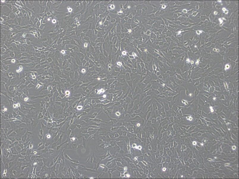 hCMEC/D3 Cell Complete Medium-searchlist-1