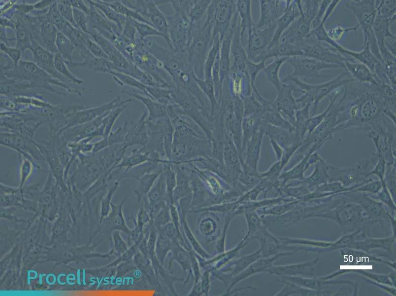 Rat Periosteal CellsRat Periosteal Cells - 4