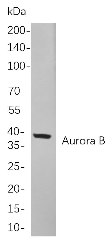 Recombinant Aurora B Monoclonal Antibody-searchlist-1