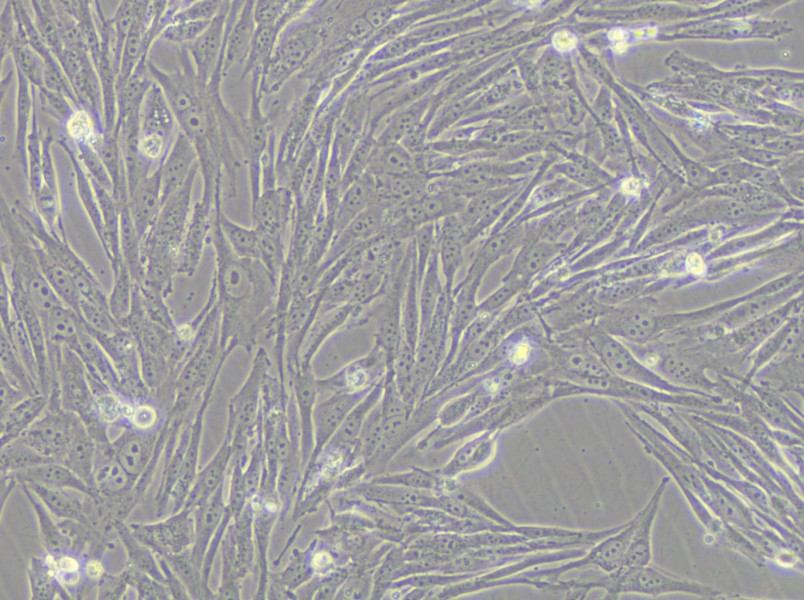 GCT Cell Complete Medium - small - 6