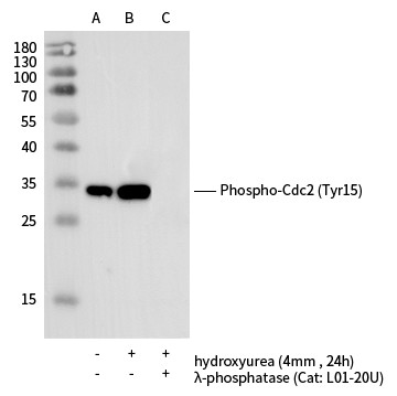Recombinant Phospho-cdc2 (Tyr15) Monoclonal Antibody - small - 2