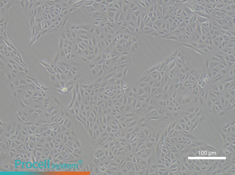 CV-1 Cell Complete Medium - 1