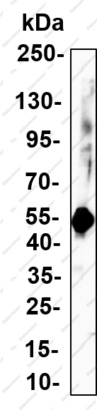 Recombinant NDRG2 Monoclonal Antibody - 2