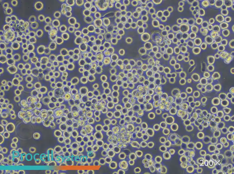 Sf9 Cell Complete Medium - small - 6