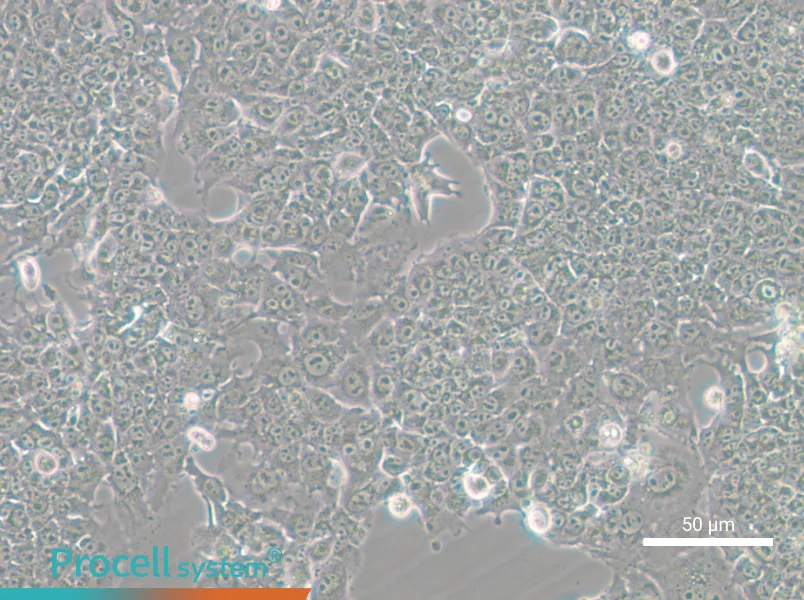 HePa1-6-GFP - 7