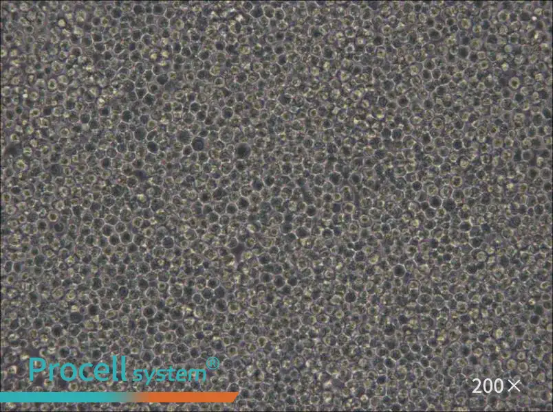 MOLM-13 Cell Complete Medium - small - 6