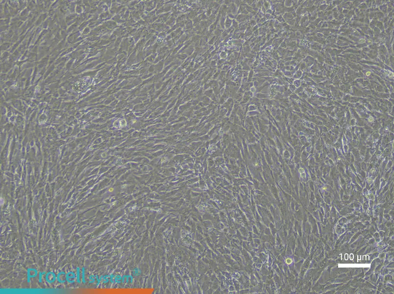 Rabbit Aortic Smooth Muscle Cell Complete Medium - 3