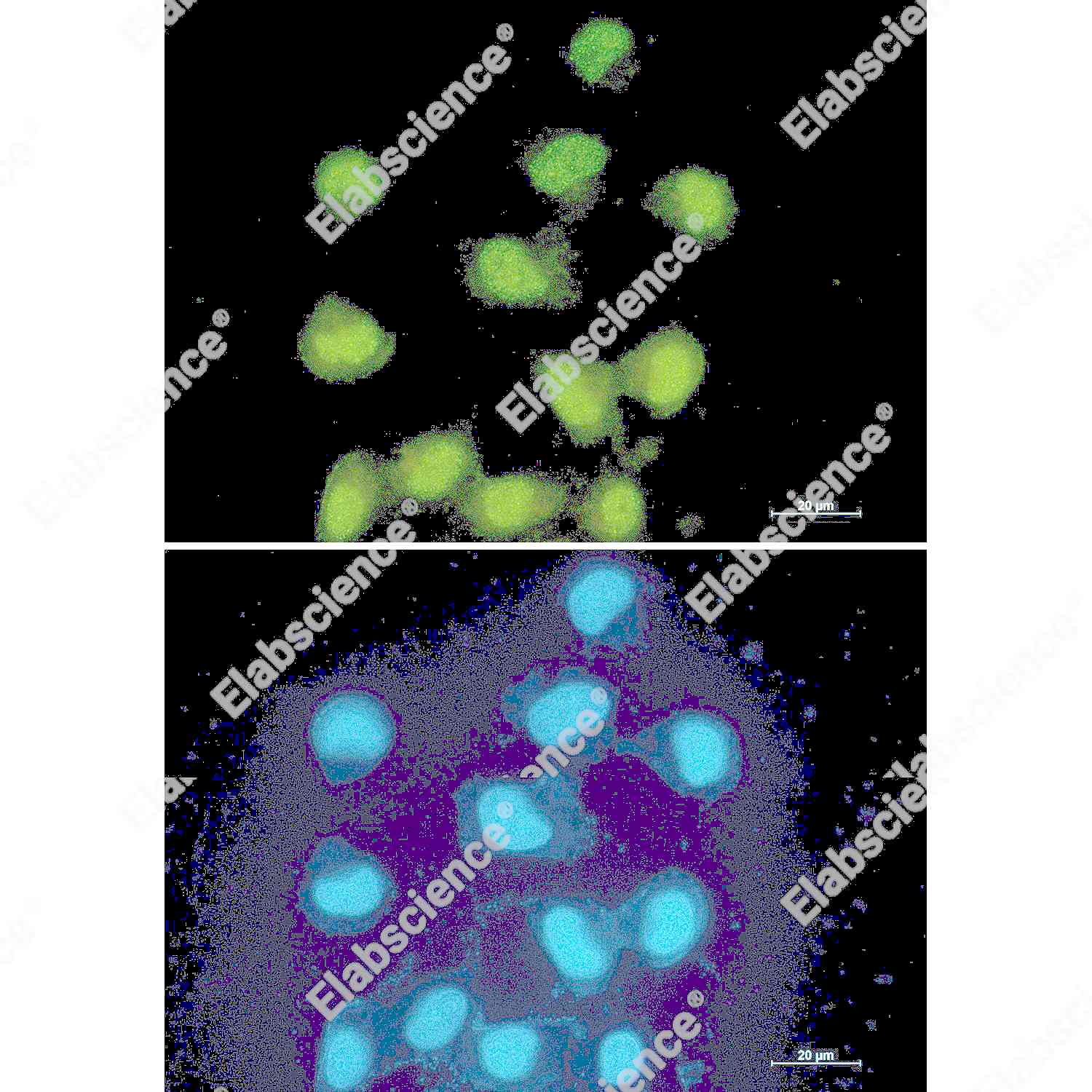 Recombinant CTBP1 Monoclonal Antibody - 3