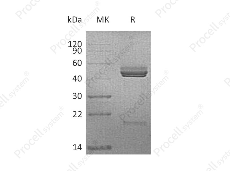 IL-23/NKSF2, Mouse, Recombinant