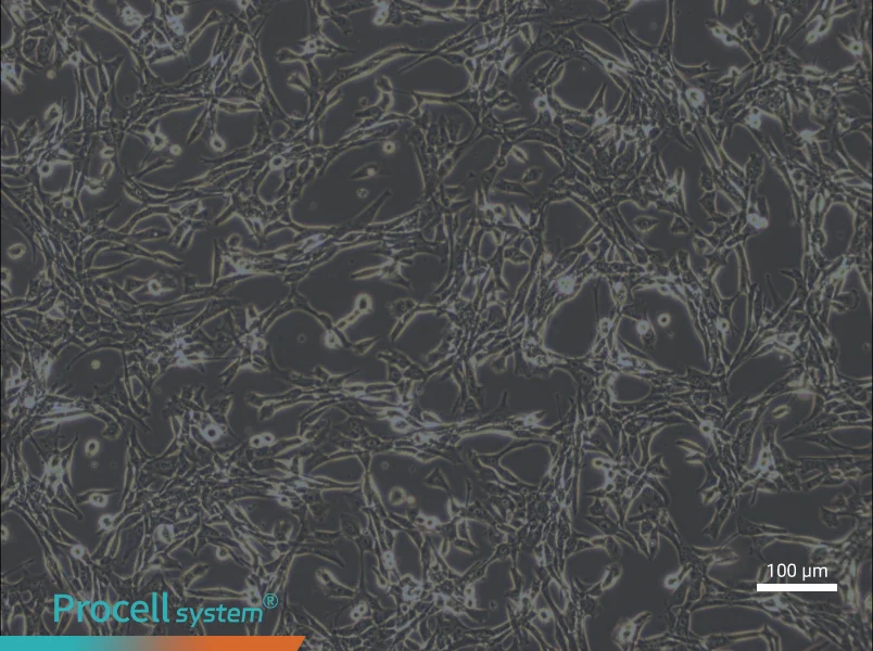 3T6-Swiss albino Cell Complete Medium - 3