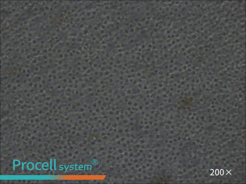 Ba/F3 Cell Complete Medium - 6