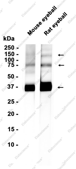 Recombinant Rhodopsin Monoclonal Antibody - 1