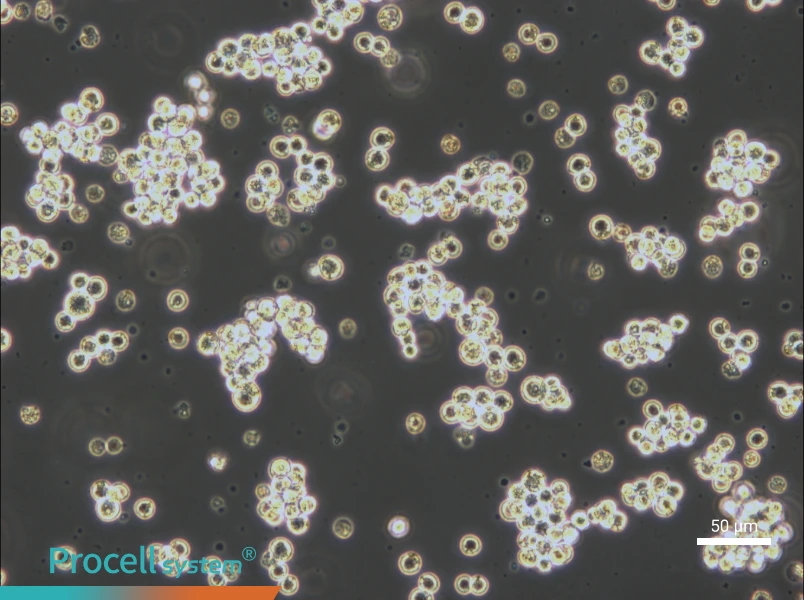 Akata Cell Complete Medium - small - 5