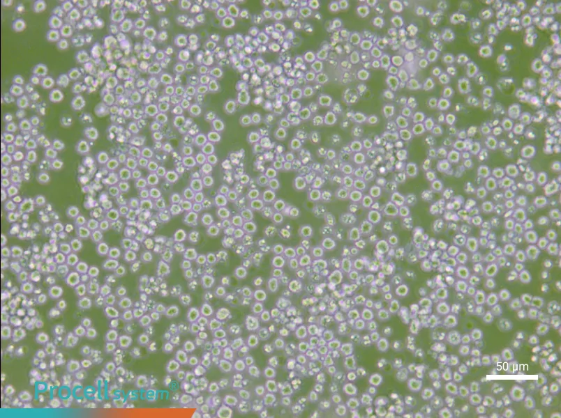 AE-2 Cell Complete Medium - small - 4