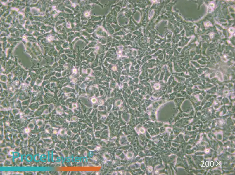 2V6.11 Cell Complete Medium - 5