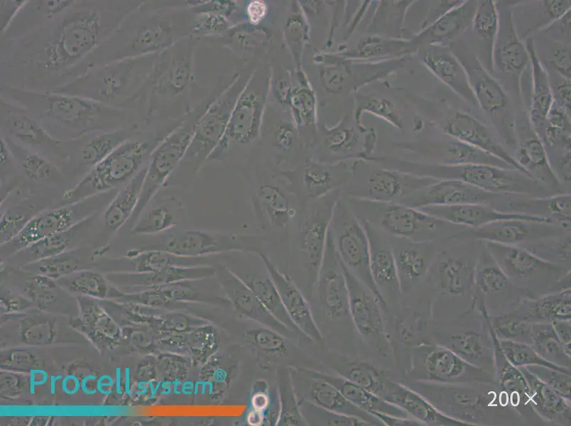 SW962 (DMEM) Cell Complete Medium - 6