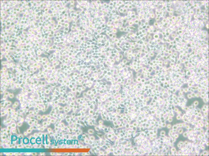 MH-S Cell Complete Medium - 3