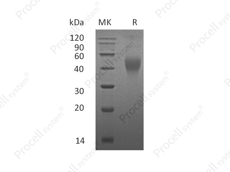 M-CSF/CSF1, Mouse, Recombinant