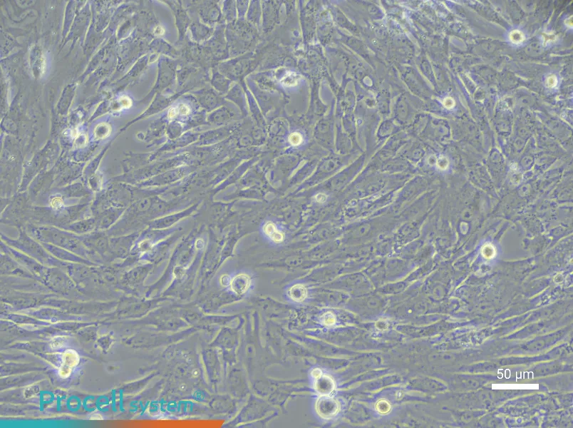 Rabbit Nucleus Pulposus Cell Complete Medium - 4