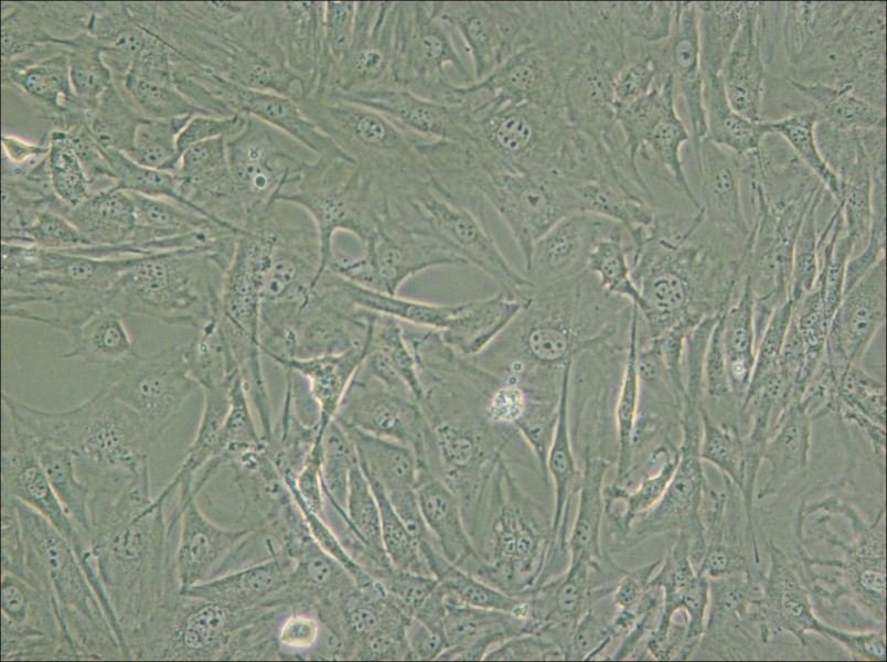 3T3-Swiss albino Cell Complete Medium - small - 4