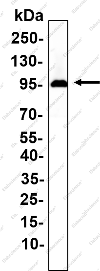 Recombinant HMGCR Monoclonal Antibody - 1