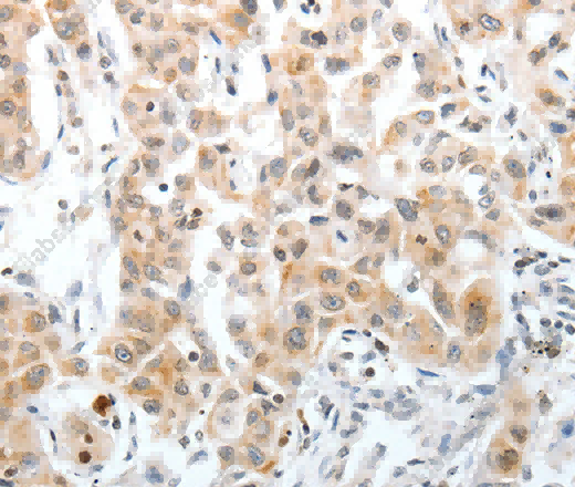 Oct-3 Polyclonal Antibody - 3