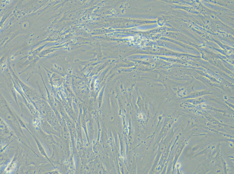WI-38 Cell Complete Medium - 6