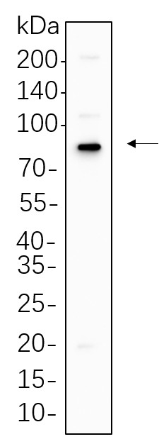 Recombinant p63 Monoclonal Antibody-searchlist-1