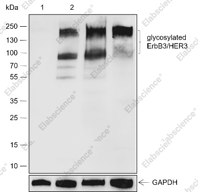 Recombinant ErbB3/HER3 Monoclonal Antibody - 1