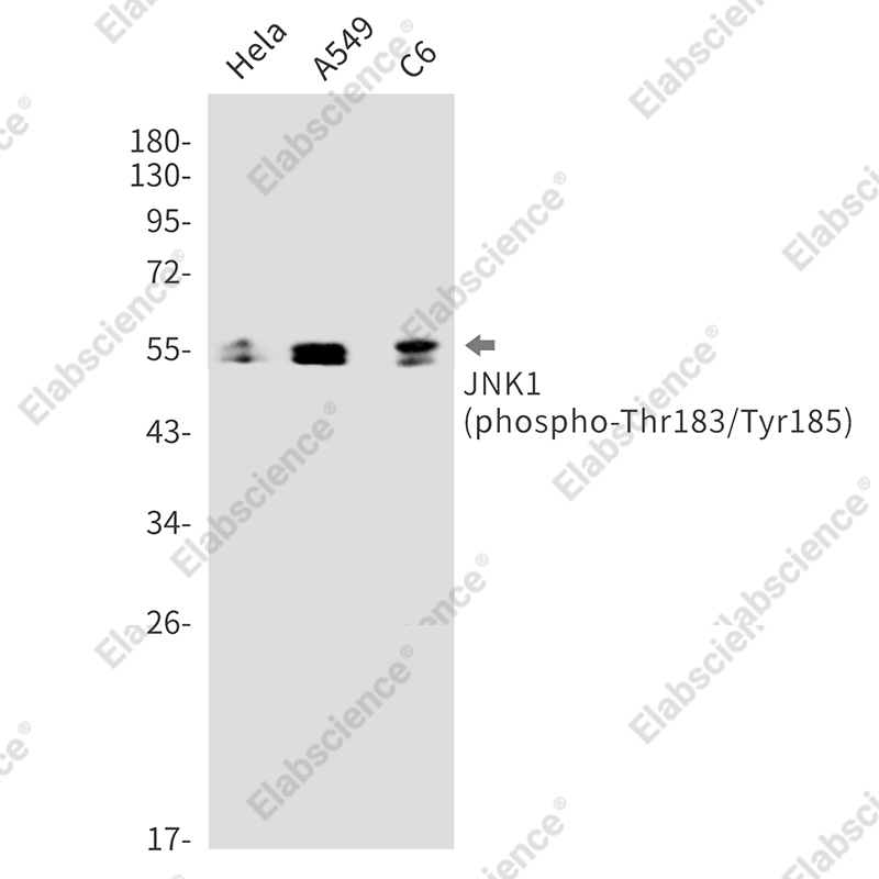Recombinant Phospho-JNK1 (Thr183/Tyr185) Monoclonal Antibody - 1