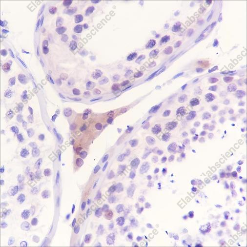 Recombinant WWOX Monoclonal Antibody - 2