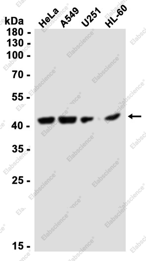 Recombinant Tissue Factor Monoclonal Antibody - 2