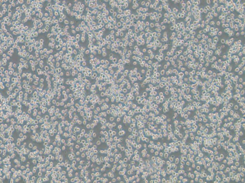 OPM2 Cell Complete MediumOPM2 Cell Complete Medium - 2