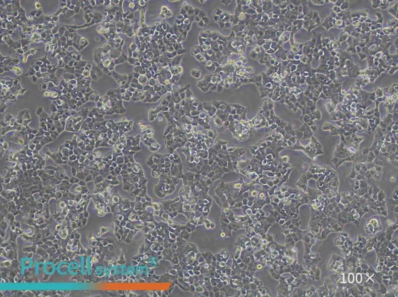 Beta-TC-6 Cell Complete MediumBeta-TC-6 Cell Complete Medium - 3
