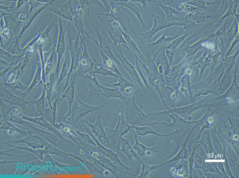Rabbit Adipose-Derived Mesenchymal Stem Cell Complete Medium - 4