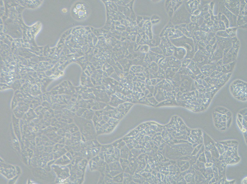 A-704 Cell Complete Medium - 8