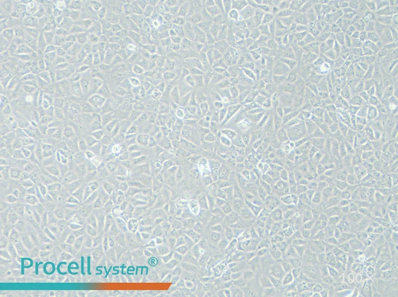 BRL 3A Cell Complete Medium - 3