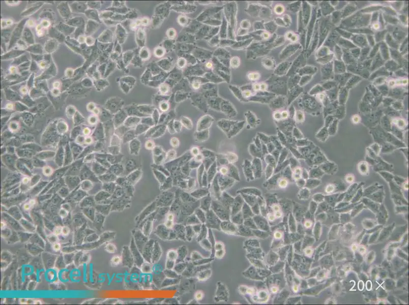 CHO Cell Complete Medium - small - 5