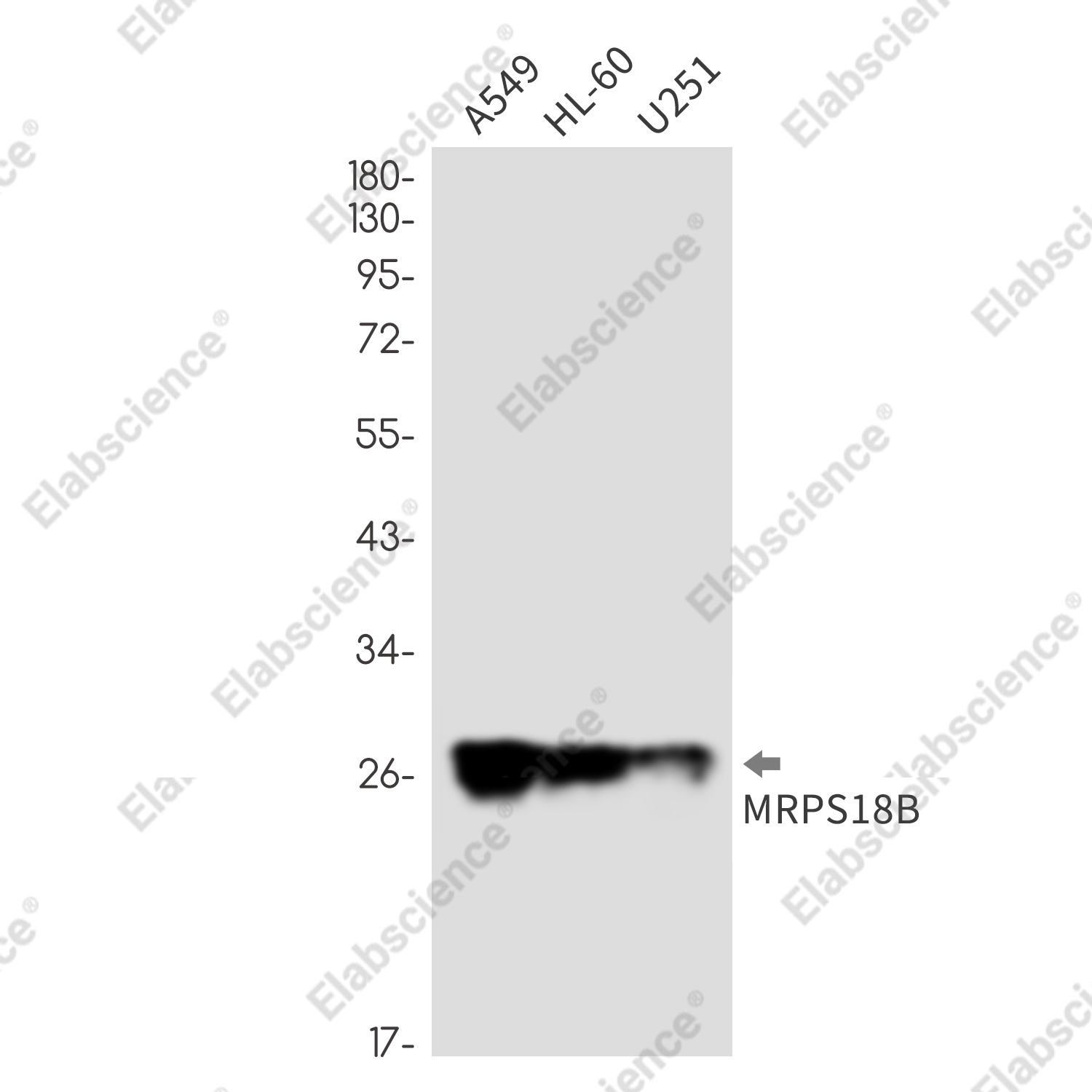 Recombinant MRPS18B Monoclonal Antibody - 1