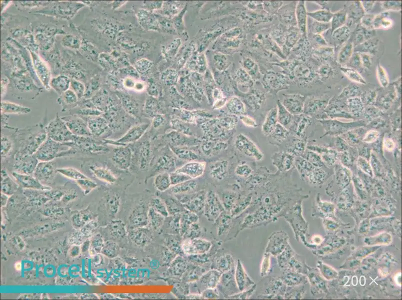 C643 Cell Complete Medium - small - 6