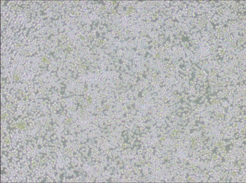 AE-2 Cell Complete MediumAE-2 Cell Complete Medium - 2