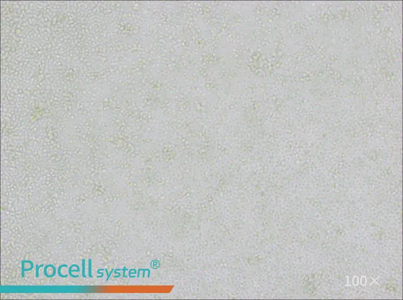 P388D1 Cell Complete Medium - 1