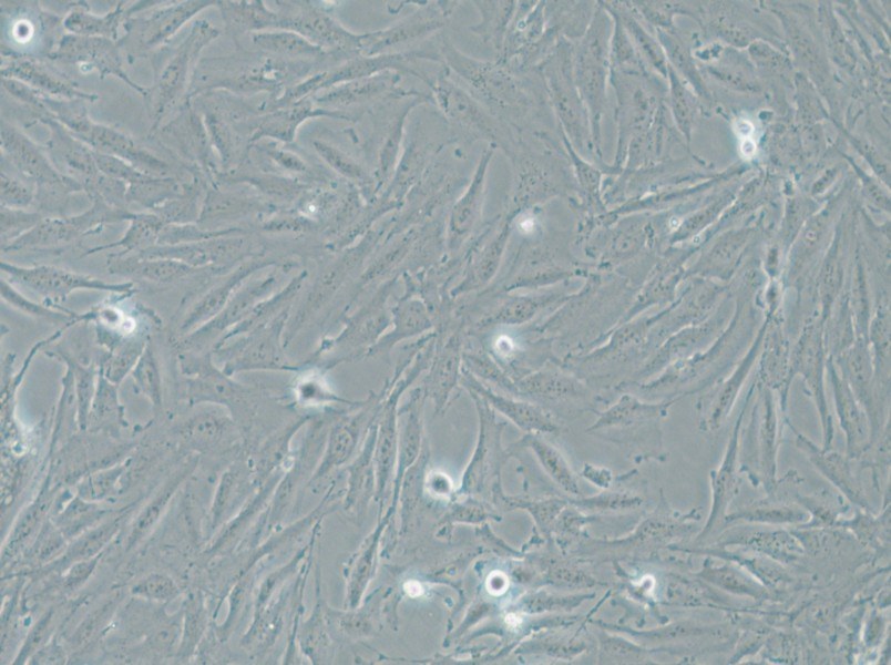 THLE-2 Cell Complete Medium - small - 5