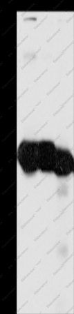 KHK Polyclonal Antibody - 1