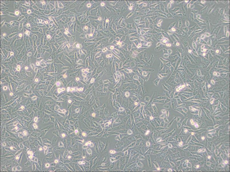 NCI-H1703 Cell Complete Medium-searchlist-1