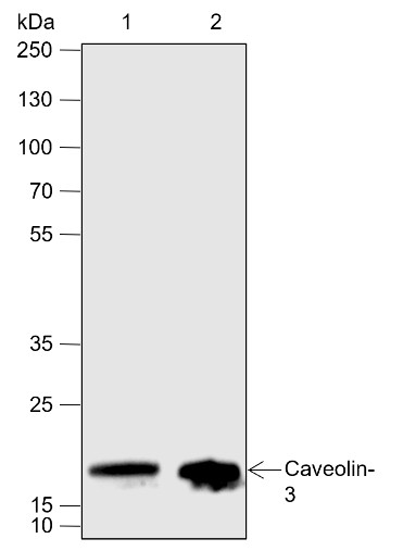 Recombinant Caveolin-3 Monoclonal Antibody-searchlist-1