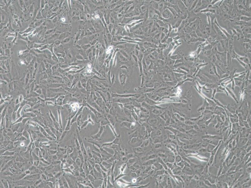 OCUT-2C Cell Complete Medium - 2